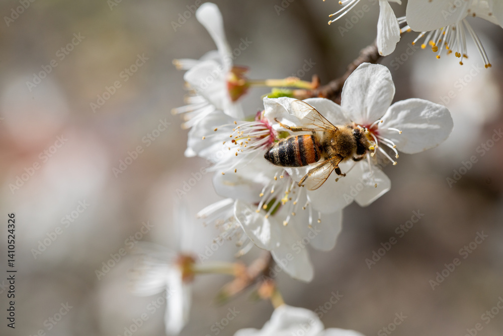 A Bee Busy Pollinating Beautiful Cherry Blossom Flowers During the Spring Season