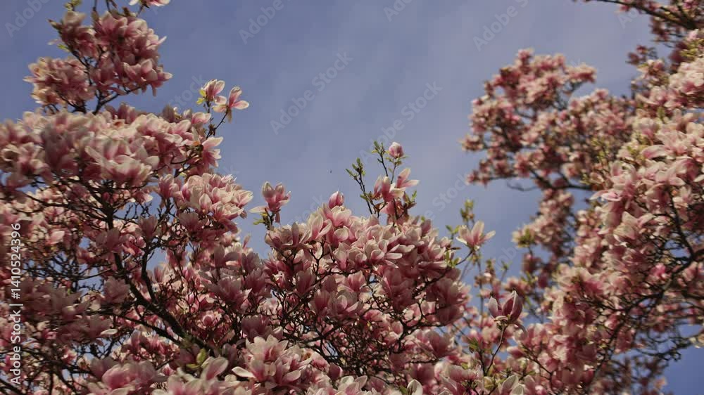 Blooming magnolia tree branches with pink flowers swaying in spring breeze against blue sky Vojan gardens in Prague Blooming magnolia tree branches with pink flowers swaying in spring breeze against blue sky Vojan gardens in Prague