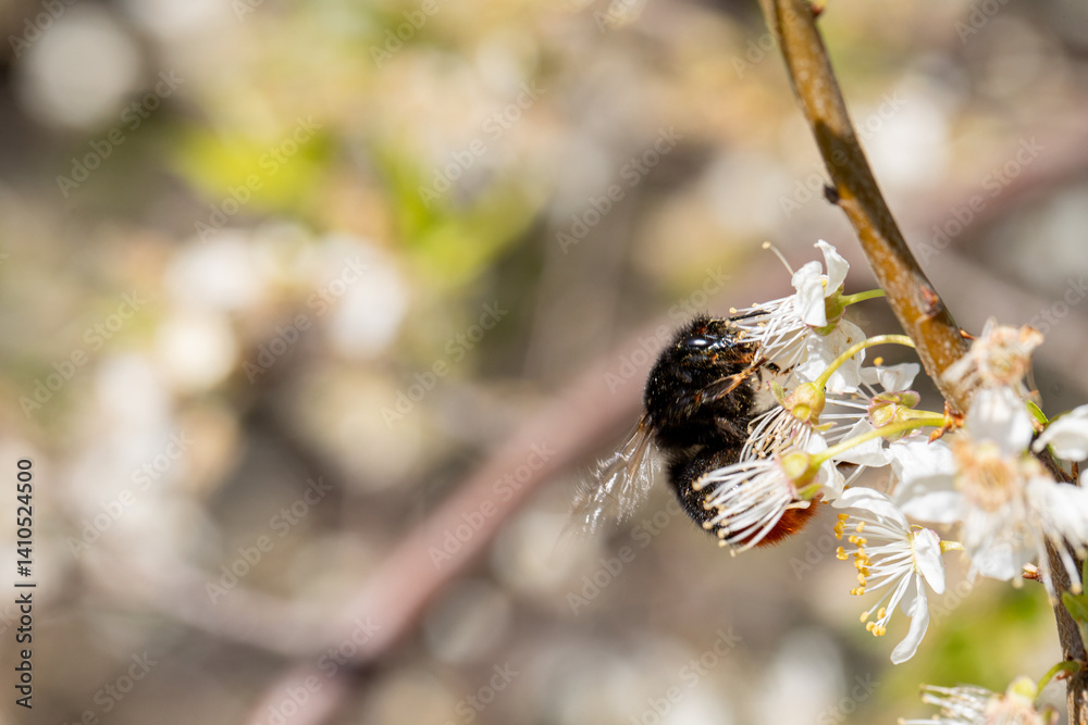 A Beautiful Bee Pollinating White Flowers During the Lovely Season of Springtime