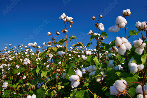 A cotton field with tall, lush plants covered in white blooms under the clear blue sky. The scene captures an expansive view of the plantation filled with mature and ripe bolls ready for harvest.