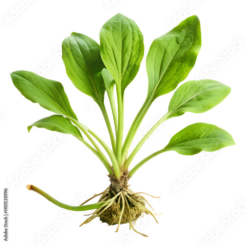 green plant isolated on white background