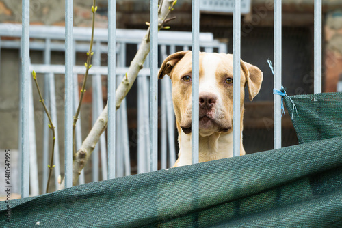 Obraz na płótnie Ein Hund schaut durch die Gitterstäbe des Hundezwingers w salonie
