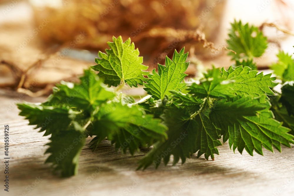 Fototapeta premium Fresh stinging nettle leaves with a jar of nettle root tincture in the background