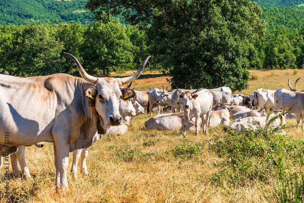 Obraz premium rural sceneries during the transhumance season of a cow herd, Val d'Agri, Basilicata, Italy