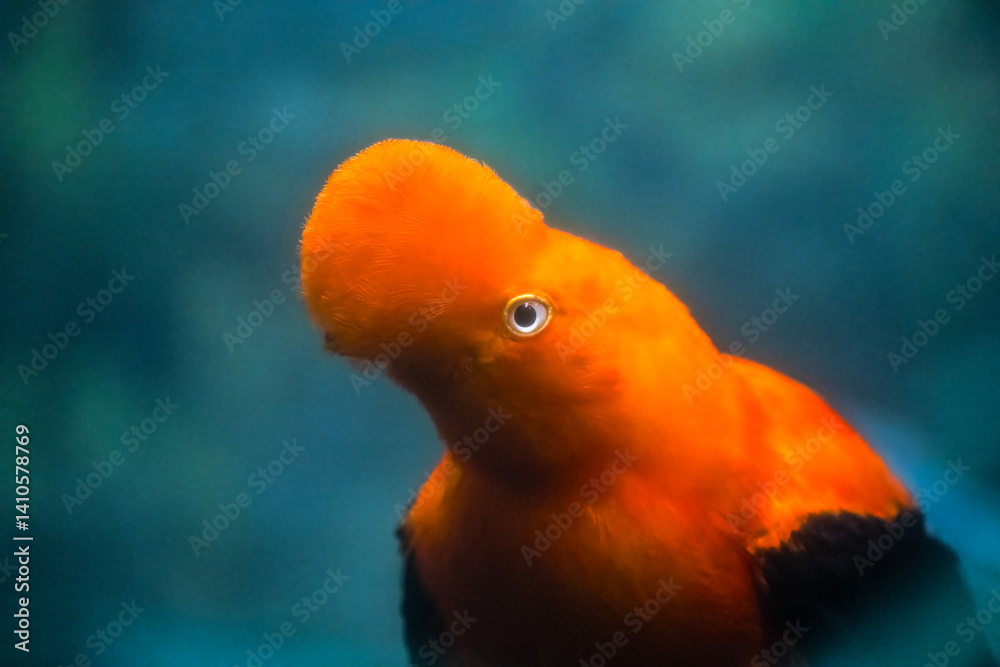 Andean Cock-of-the-rock (Rupicola peruvianus) Bird