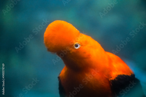 Andean Cock-of-the-rock (Rupicola peruvianus) Bird