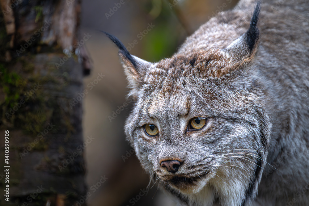 Canada Lynx (Lynx canadensis) Searching for Food