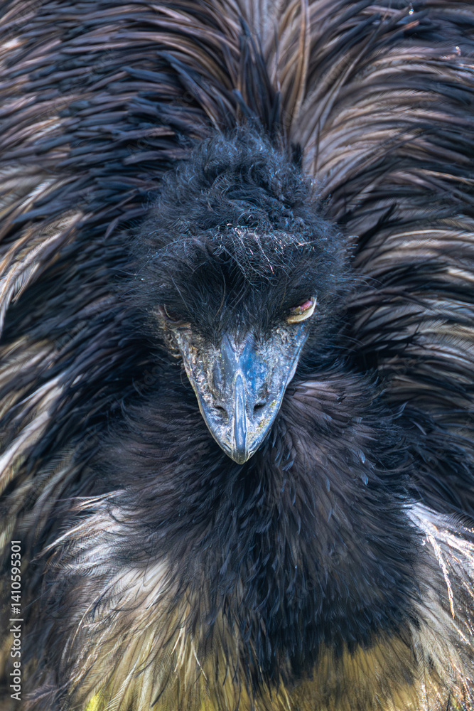 Portrait of a Common Emu (Dromaius novaehollandiae)