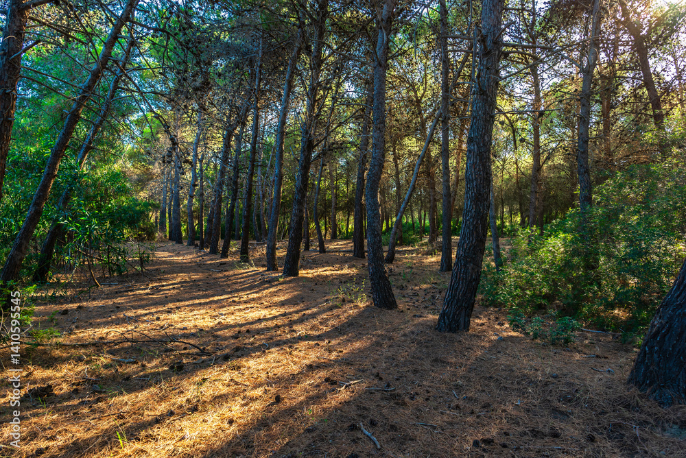 Fototapeta premium forest near to the beach of policoro, matera, basilicata,