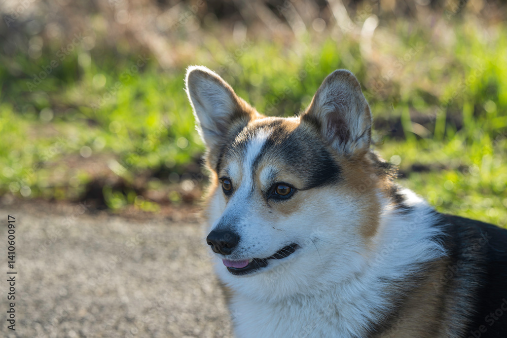 Portrait eine Welsh Corgi Pembroke Tricolor