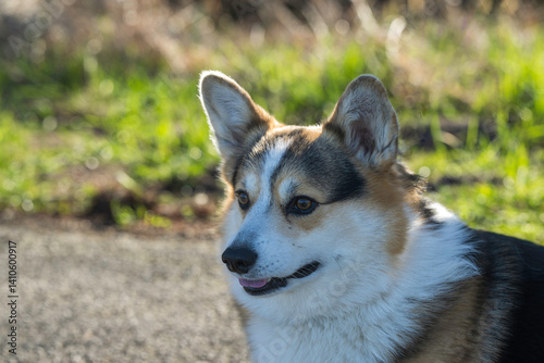 Obraz na płótnie Portrait eine Welsh Corgi Pembroke Tricolor w salonie
