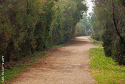 Camino de tierra con cipreses a los lados en ruta del museo gratuito de la sal de Santa Pola, España