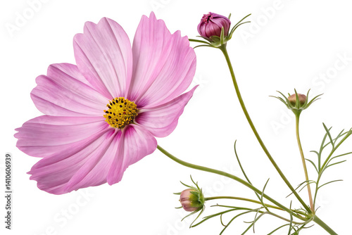 Cosmos  photo