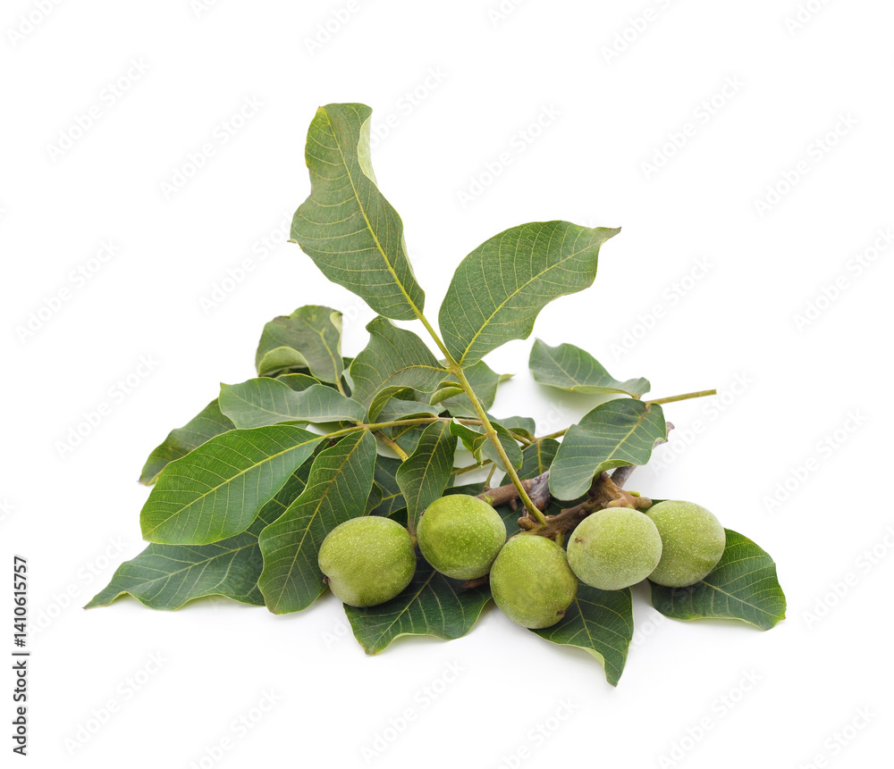 Obraz premium Green walnuts with leaves.