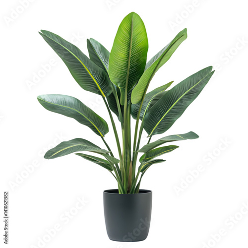 A potted plant with large green leaves and yellow veins against a black background in a studio setting