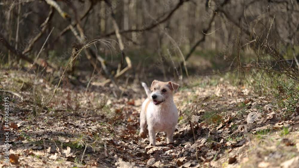 Wirehaired Jack Russell Terrier in a spring forest. Dog in a park against the backdrop of old trees. Pet walking in nature. Backlit daylight Wirehaired Jack Russell Terrier in a spring forest. Dog in a park against the backdrop of old trees. Pet walking in nature. Backlit daylight