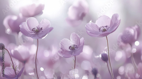 Delicate pale pink anemone flowers bloom in a soft light field creating a serene and peaceful sptime floral scene perfect for design projects.