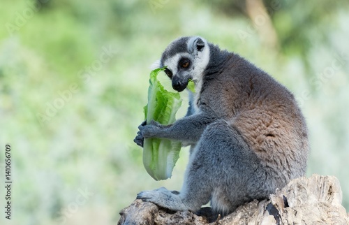 Various wild animals. Ring-tailed lemur photos.