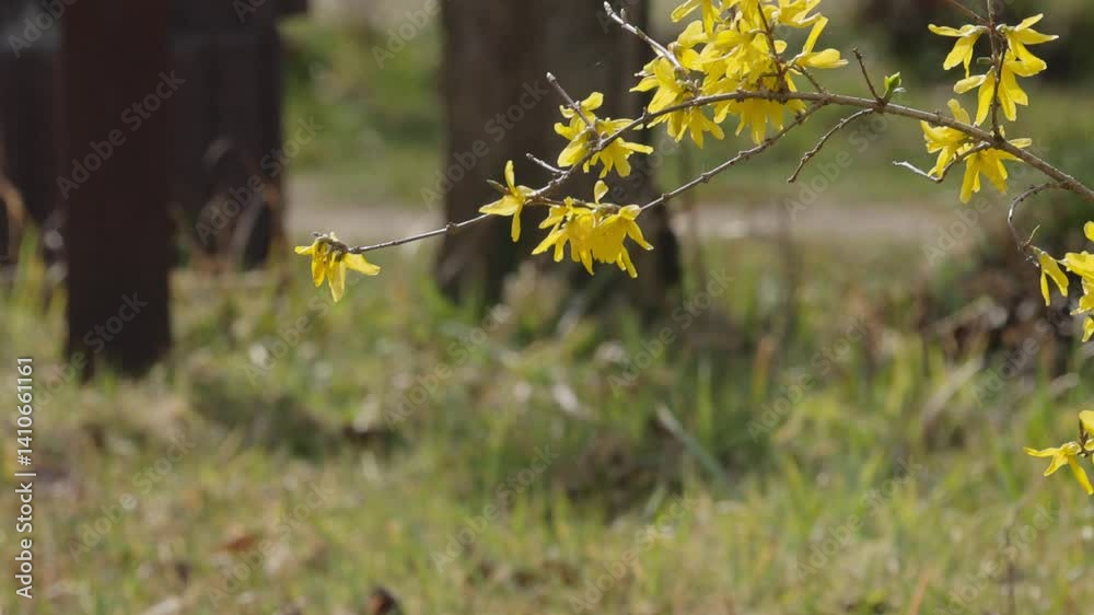 yellow flowers on the forsythia bush, yellow bush blowing in the wind, spring flowers in yellow color, early bloomers, colorful flowers on the forsythia branch swaying in the wind