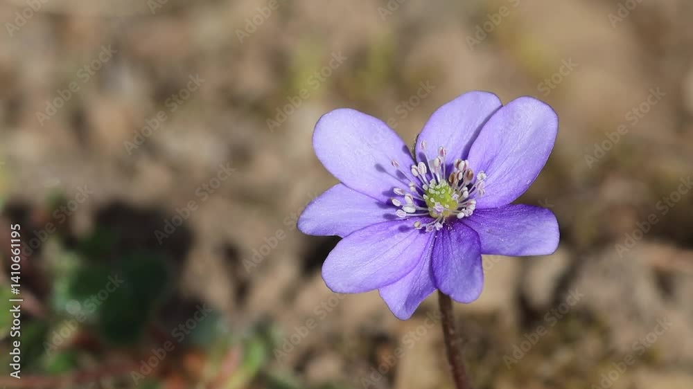 small liverwort blowing gently in the wind, small veins of the petal of a Hepatica nobilis, close-up pollen pistil Hepatica, pollen dust on petals of liverwort, lonely purple flower