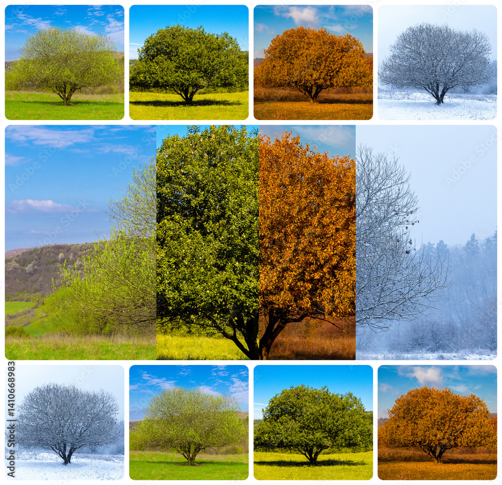 Four seasons in the same place. Collage of images of a tree seen in the four seasons