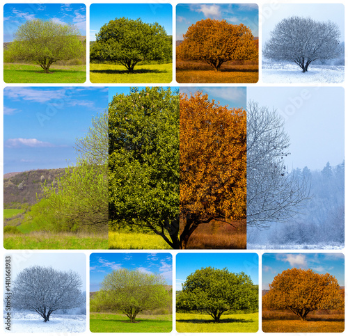 Obraz na płótnie Four seasons in the same place. Collage of images of a tree seen in the four seasons w salonie