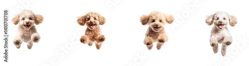 Four joyful poodles leaping in excitement with happy expressions and fluffy coats