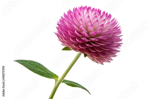Globe Amaranth 