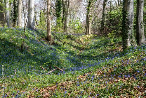 spring in the woodland
