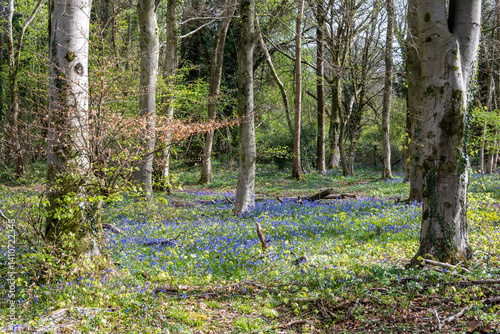 spring in the woodland