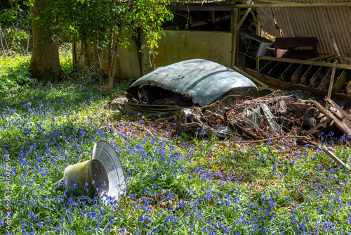 old rusty car with bluebells