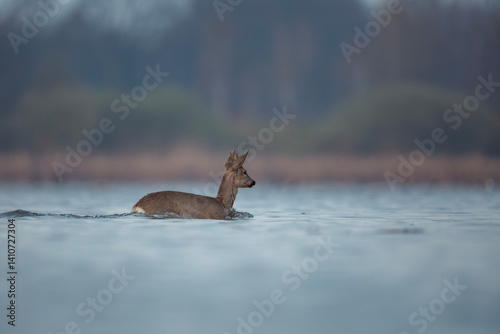 Fototapeta Naklejka Na Ścianę i Meble -  Pływająca sarna europejska, Swimming roe deer, Capreolus capreolus