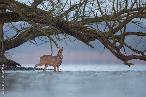 Fototapeta Naklejka Na Ścianę i Meble -  Pływająca sarna europejska, Swimming roe deer, Capreolus capreolus