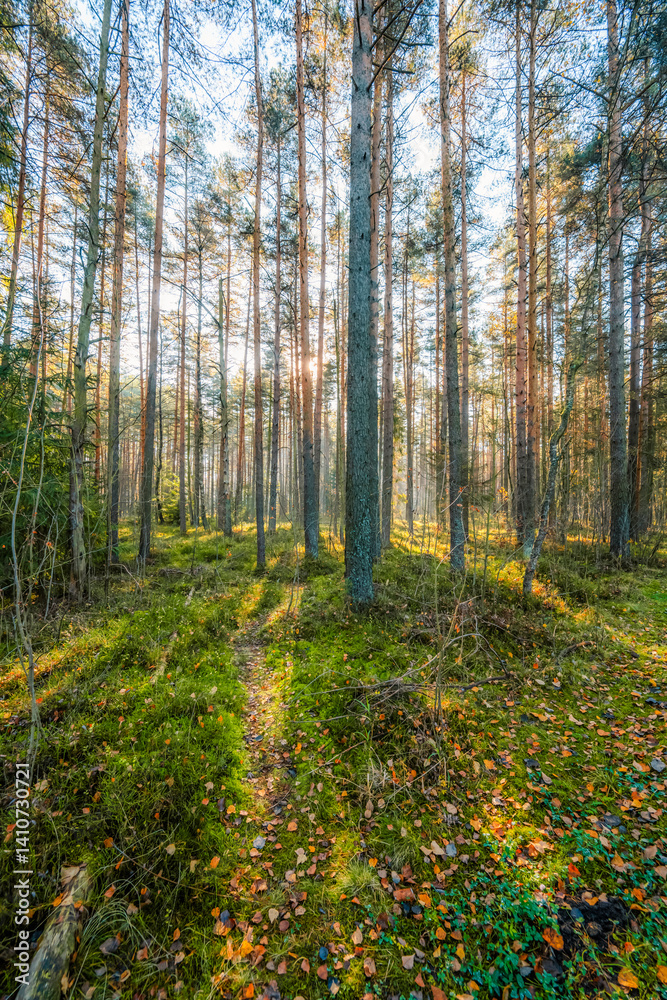 A wooden walking path Bor na Czerwonem nature reserve in Nowy Targ in Poland A wooden walking path Bor na Czerwonem nature reserve in Nowy Targ in Poland