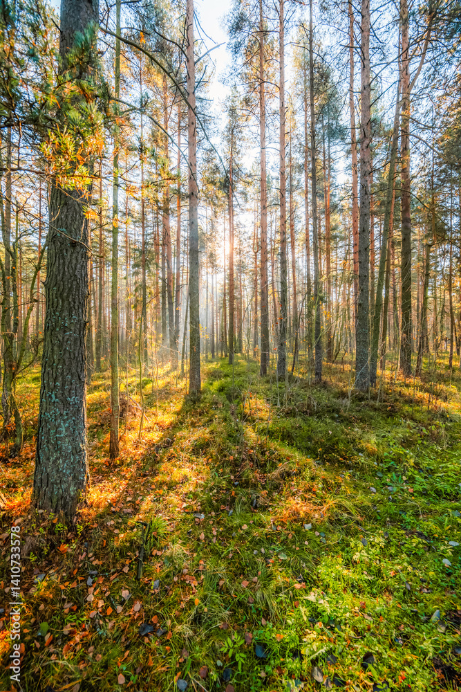 Fototapeta premium A wooden walking path Bor na Czerwonem nature reserve in Nowy Targ in Poland