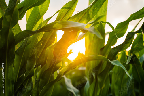 Obraz na płótnie Sun rays break through the leaves of an unripe corn plant in an agricultural field during sunset. w salonie