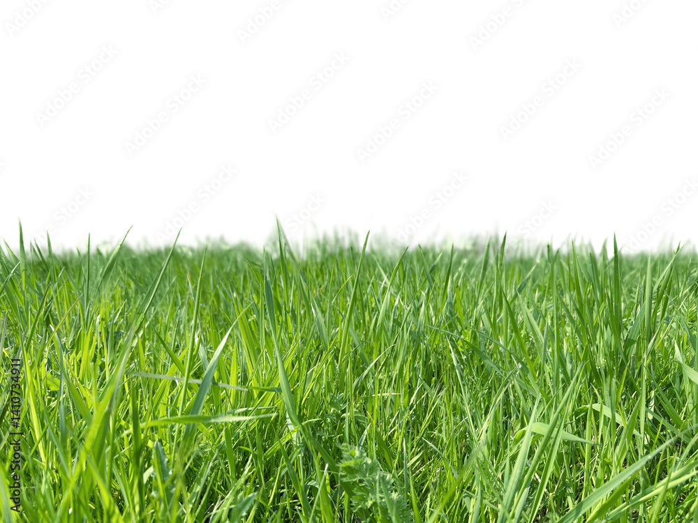 Obraz premium Lush green grass isolated on transparent background, fresh and vibrant, perfect for eco and nature concepts