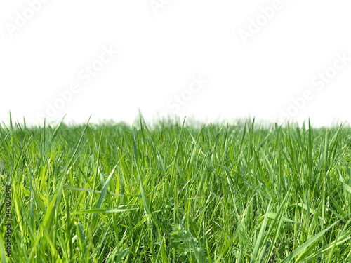 Lush green grass isolated on transparent background, fresh and vibrant, perfect for eco and nature concepts