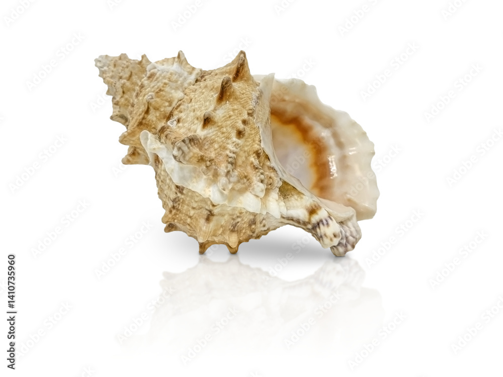 Single Murex seashell isolated on white background, detailed and textured with natural spikes and earthy tones Single Murex seashell isolated on white background, detailed and textured with natural spikes and earthy tones