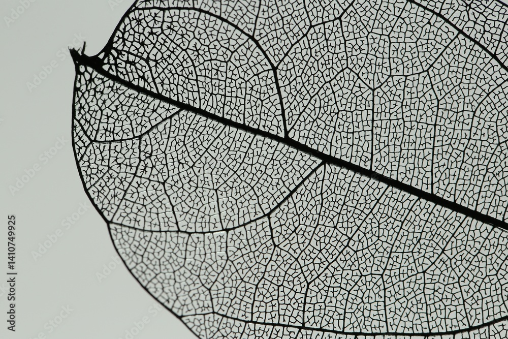 One beautiful skeleton leaf on grey background, macro view