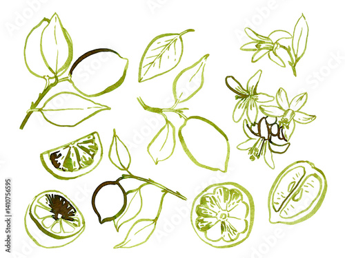 Watercolor hand drawn lemon branches set with lemons, leaves and flowers. Brush freehand style lines, sketch style. Can use as print, poster, invitation, greeting card, element design, textile, label.