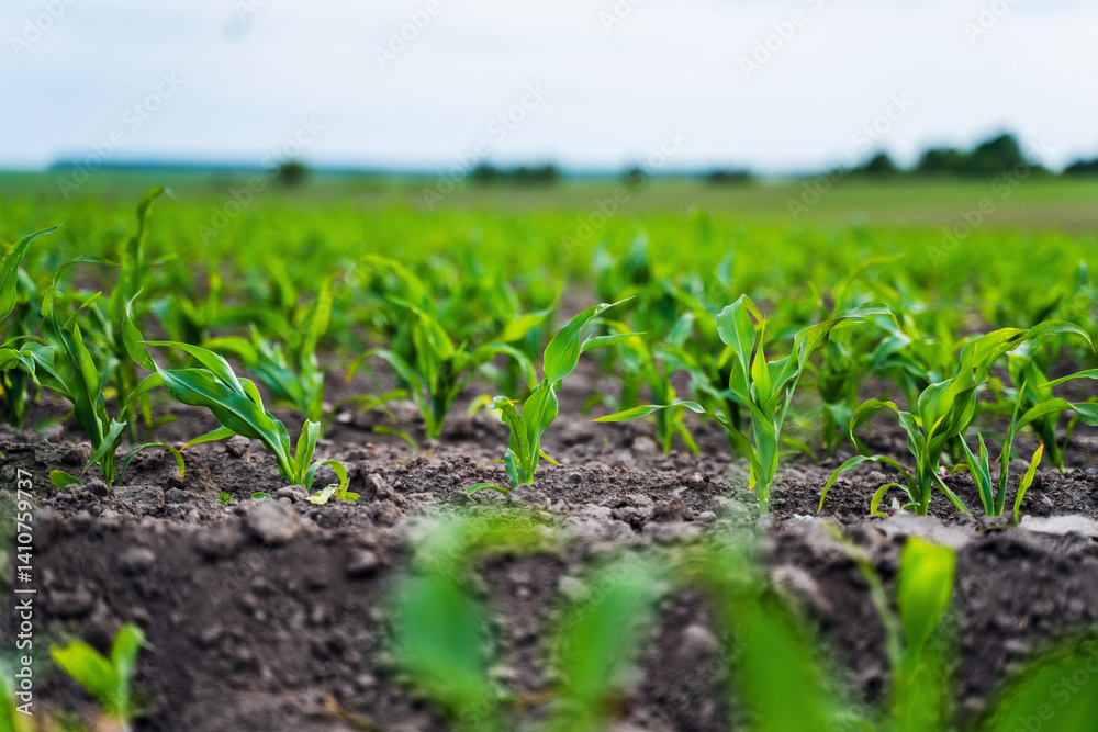 Fresh green sprouts of maize in spring on the field, soft focus. Growing young green corn seedling sprouts in cultivated agricultural farm field.