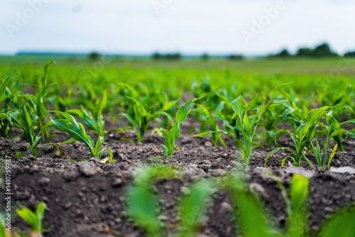 Obraz na płótnie Fresh green sprouts of maize in spring on the field, soft focus. Growing young green corn seedling sprouts in cultivated agricultural farm field. w salonie