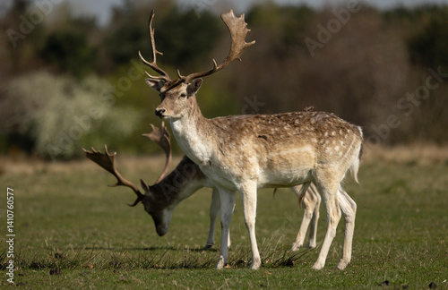 Fototapeta Naklejka Na Ścianę i Meble -   Fallow deer cervus dama in a meadow.grazing enjoying the warm spring time sun