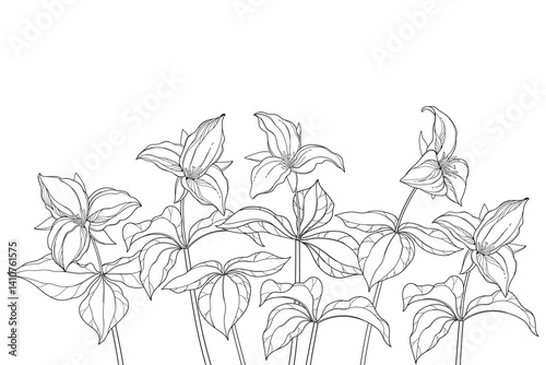 Bunch of outline Trillium grandiflorum or wakerobin flowers and leaf in black isolated on white background. 