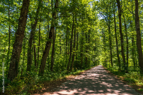Fototapeta Naklejka Na Ścianę i Meble -  forest inside Val d'agri during the summer season, Val D'Agri, Basilicata
