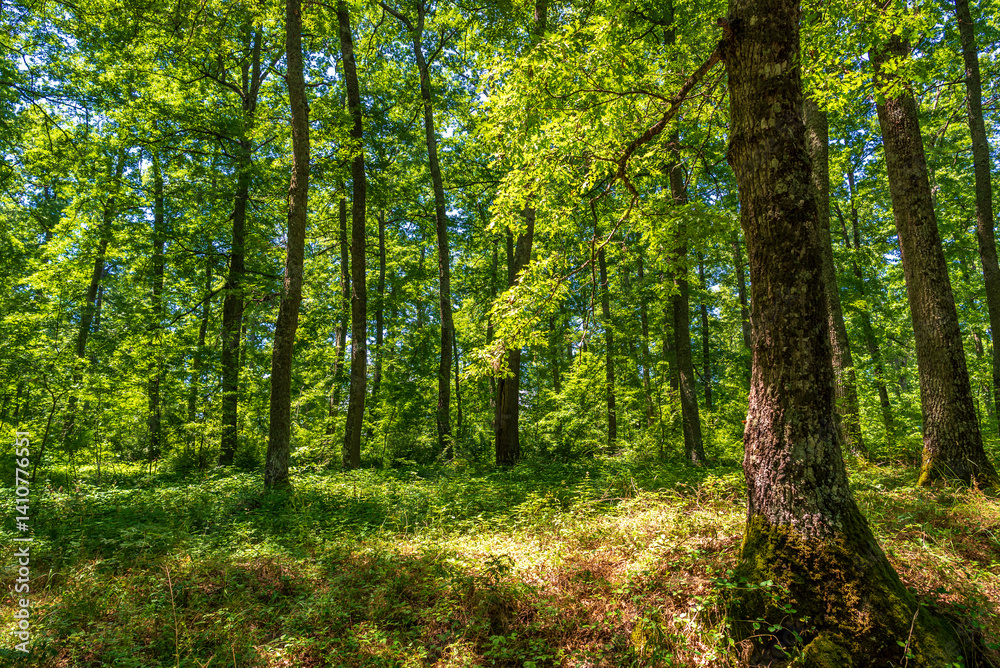 forest inside Val d'agri during the summer season, Val D'Agri, Basilicata forest inside Val d'agri during the summer season, Val D'Agri, Basilicata