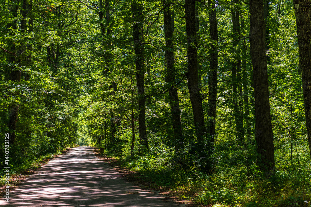 Fototapeta premium forest inside Val d'agri during the summer season, Val D'Agri, Basilicata