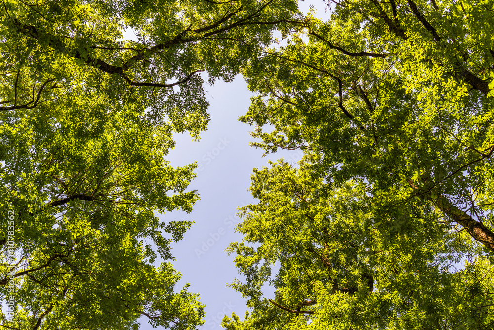 Obraz premium forest inside Val d'agri during the summer season, Val D'Agri, Basilicata