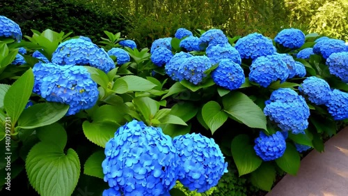 A scenic pathway lined with vibrant blue hydrangeas in full bloom, creating a serene and colorful garden atmosphere.